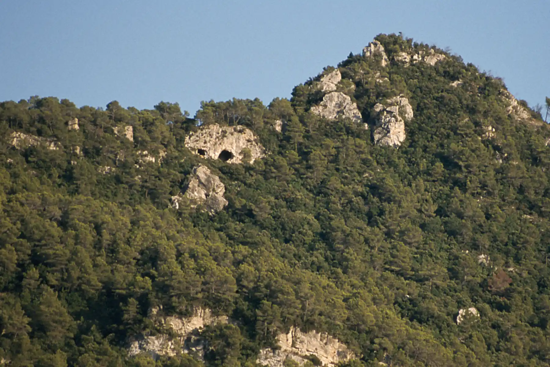 covadosboques